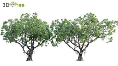 Ficus榕树3D模型（FBX,MAX）