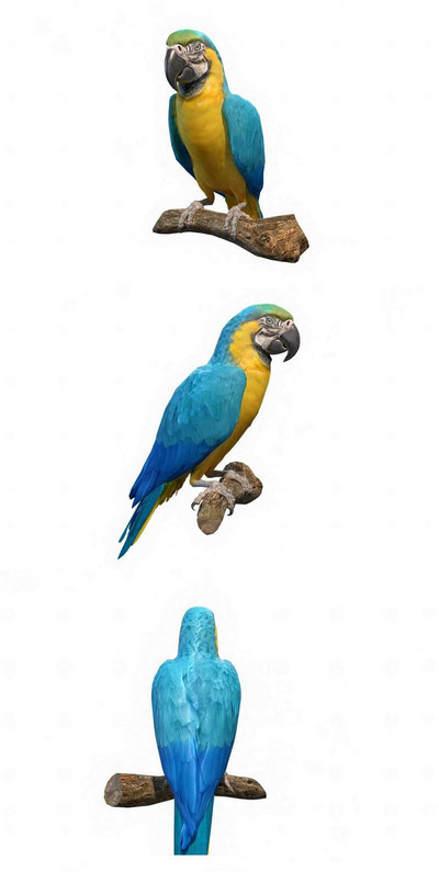 蓝金色金刚鹦鹉3D模型（OBJ,FBX,MAX）