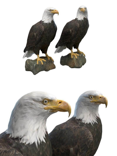 Bald Eagle白头鹰3D模型（OBJ,FBX,MAX）