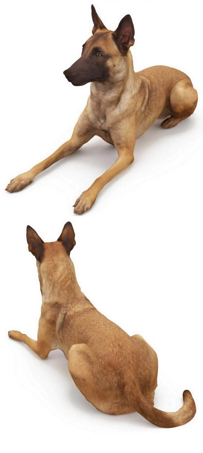 躺着的马利诺斯犬3D模型（OBJ,FBX,MAX）