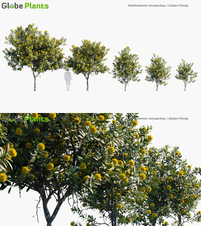 Xanthostemon chrysanthus开满黄色花朵的金蒲桃3D模型（MAX）
