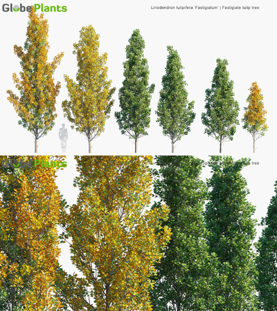 Liriodendron tulipifera Fastigiatum北美鹅掌楸3D模型（MAX）