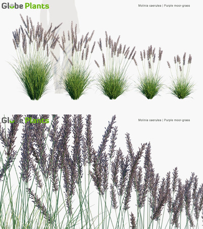 Molinia caerulea蓝沼草3D模型（MAX）