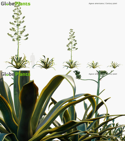 Agave americana金边龙舌兰3D模型（MAX）