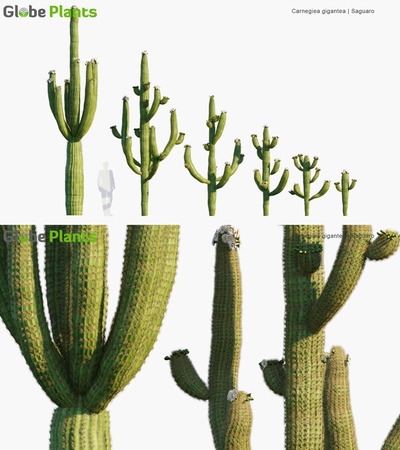 Carnegiea gigantea巨柱仙人掌3D模型（MAX）