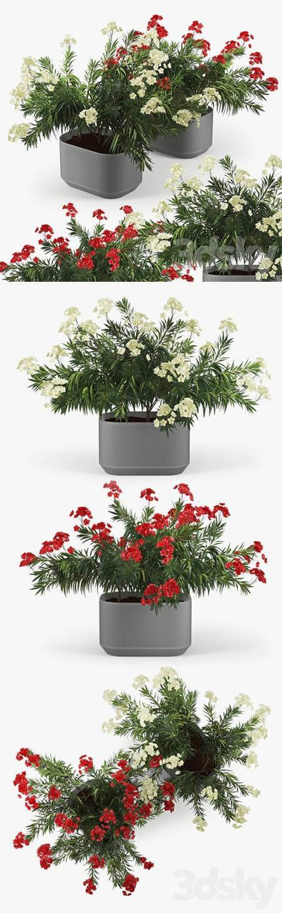 开满杏色和红色花朵的植物盆景3D模型（OBJ,FBX,MAX）