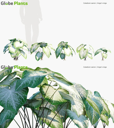 Caladium aaron花叶芋3D模型（MAX）