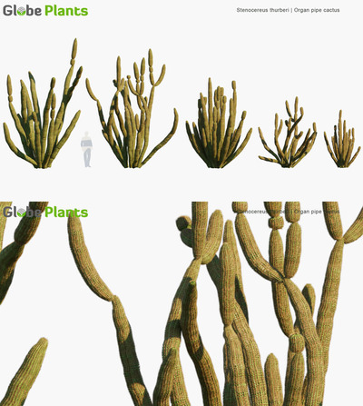 Stenocereus thurberi朝雾阁仙人掌植物3D模型（MAX）