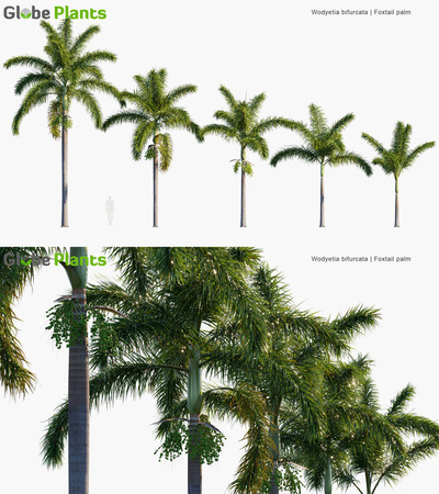 Wodyetia bifurcata狐尾椰树3D模型（MAX）