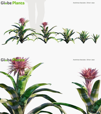 Aechmea fasciata美叶光萼荷3D模型（MAX）