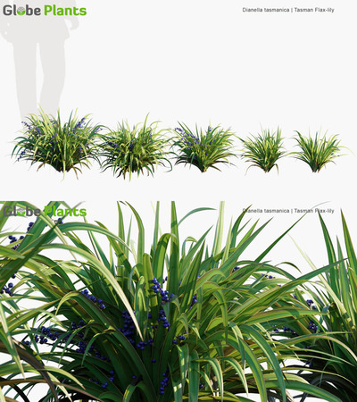 Dianella tasmanica山菅兰3D模型（MAX）