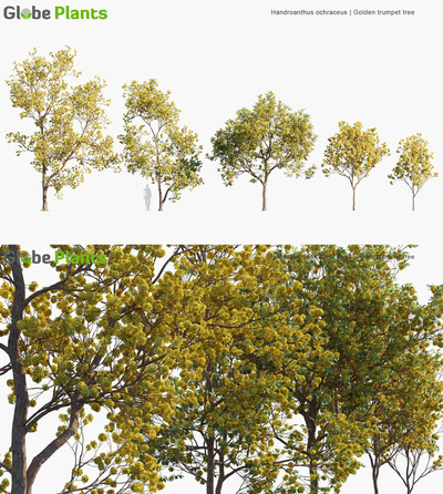 Handroanthus ochraceu黄花风铃木3D模型（MAX）