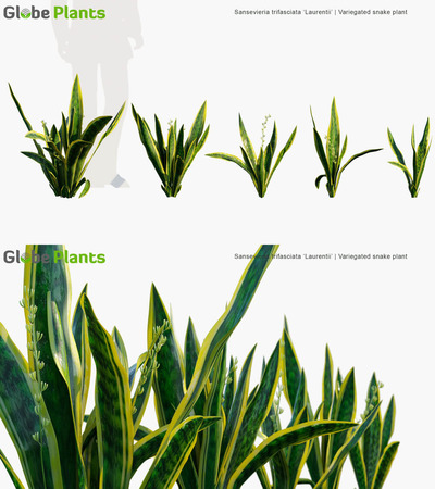 Sansevieria trifasciata Laurentii金边虎尾兰3D模型（MAX）