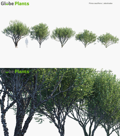 Plinia cauliflora嘉宝果3D模型（MAX）