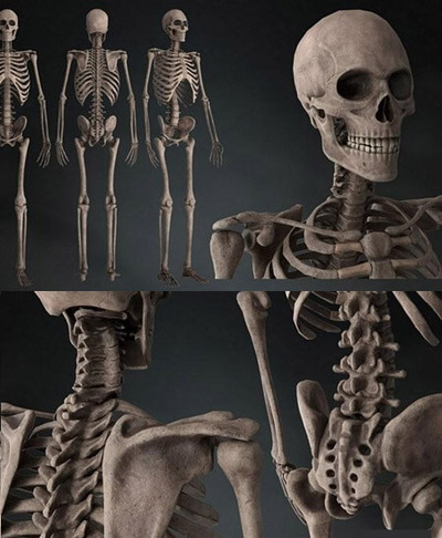 人体骨架3D模型（OBJ,FBX,MAX）