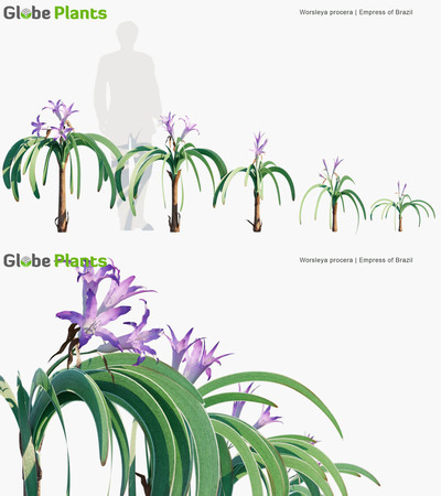 Worsleya procera开紫色花朵的蓝色孤挺花3D模型（MAX）