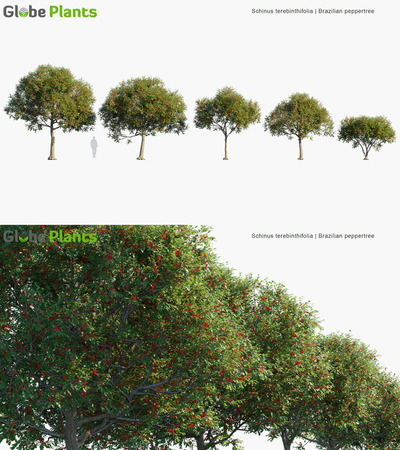 Schinus terebinthifolia巴西青香木3D模型（MAX）