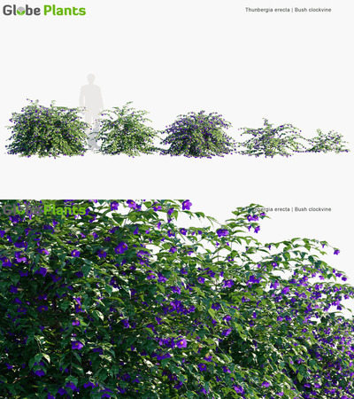 Thunbergia erecta开满紫色花朵的直立山牵牛3D模型（MAX）