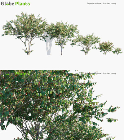 Eugenia uniflora红果仔3D模型（MAX）