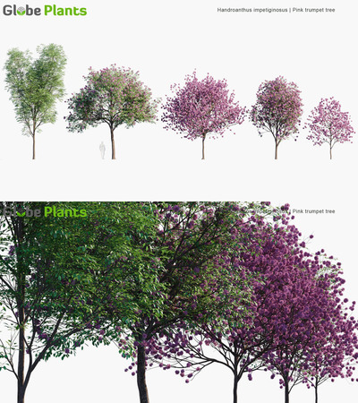 Handroanthus impetiginosus紫花风铃木3D模型（MAX）