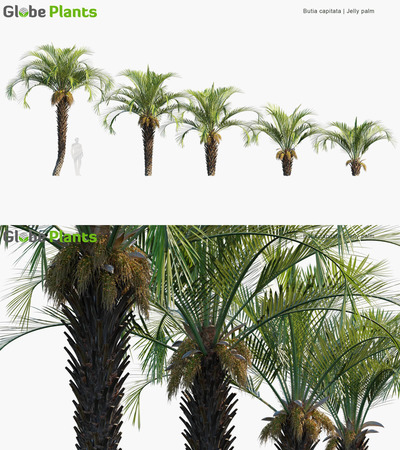 Butia capitata布迪椰子树3D模型（MAX）