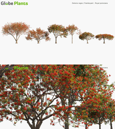 Delonix regia开满红色花朵的凤凰木3D模型（MAX）