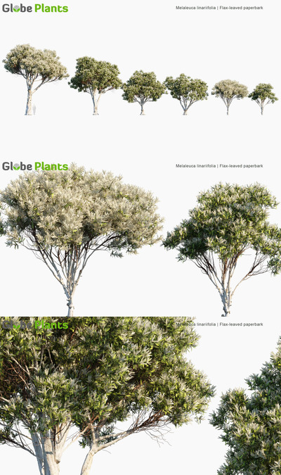 Melaleuca linariifolia亚麻叶白千树3D模型（MAX）