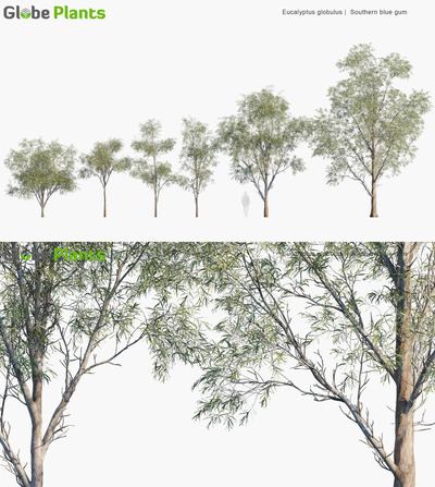 Eucalyptus globulus蓝桉树3D模型（MAX）