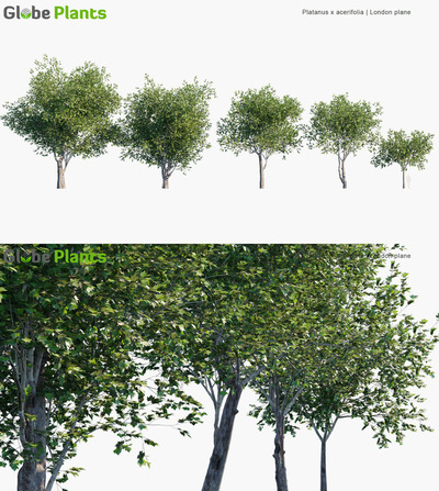 Platanus acerifolia梧桐树3D模型（MAX）
