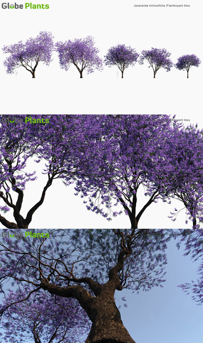 Jacaranda mimosifolia蓝花楹3D模型（MAX）