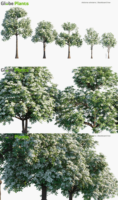 Alstonia scholaris开满白色花朵的糖胶树3D模型（MAX）
