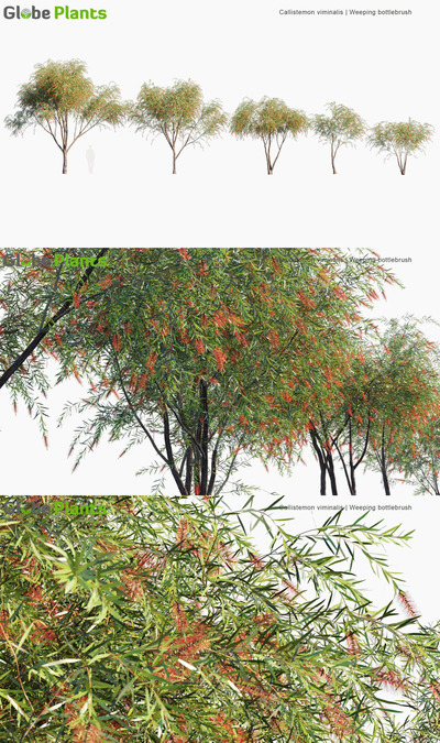 Callistemon viminalis垂枝红千层3D模型（MAX）