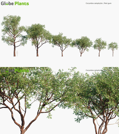 Corymbia calophylla赤桉树3D模型（MAX）
