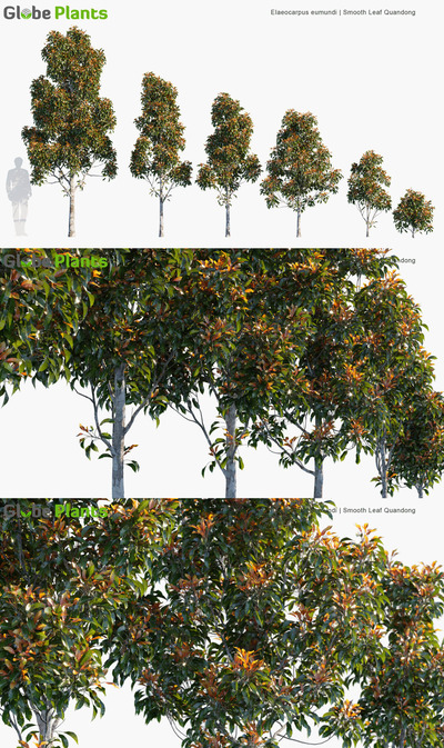 Elaeocarpus eumundi杜英3D模型（MAX）