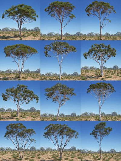 Eucalyptus 13种形态的桉树3D模型合集（MAX）