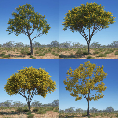 Acacia pycnantha 4种形态的相思树3D模型合集（MAX）