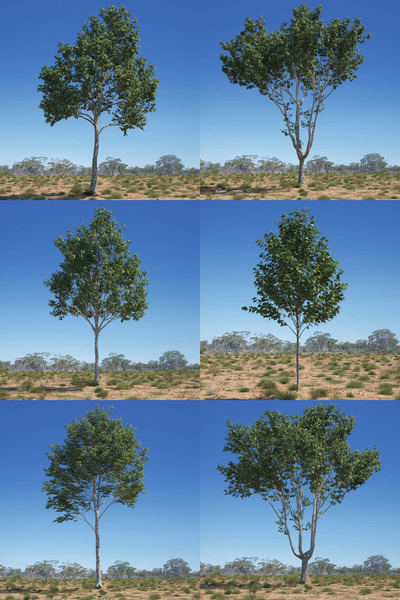 Platanus acerifolia 6种形态的梧桐树3D模型合集（MAX）