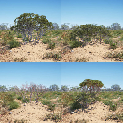 Eucalyptus 4种形态的桉树灌木3D模型合集（MAX）