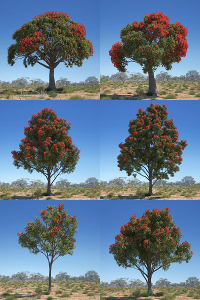 Corymbia ficifolia 6种形态的红花伞房桉树3D模型合集（MAX）