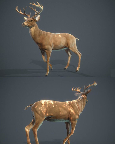 白尾鹿3D模型（OBJ,FBX,MAX）