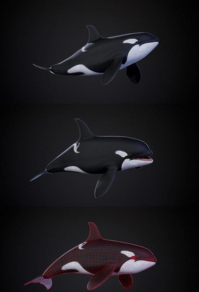 Orca虎鲸3D模型（OBJ,FBX,MAX）
