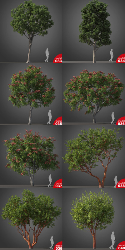 亚热带树木3D模型合集5（MAX）