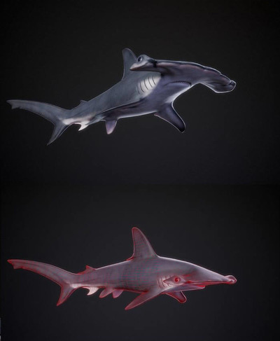 扇形锤头鲨3D模型（OBJ,FBX,MAX）