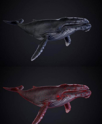 座头鲸3D模型（OBJ,FBX,MAX）