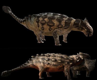 Ankylosaurus magniventris甲龙3D模型（OBJ,FBX,MAX）