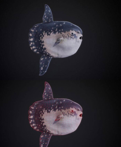 Sun Fish翻车鲀3D模型（OBJ,FBX,MAX）