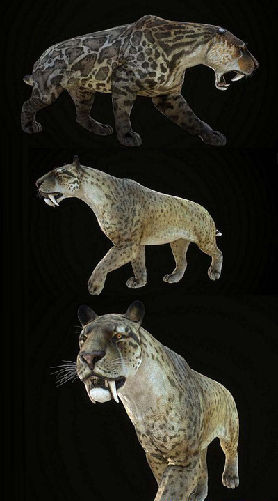 Smilodon剑齿虎3D模型（OBJ,FBX,MAX）