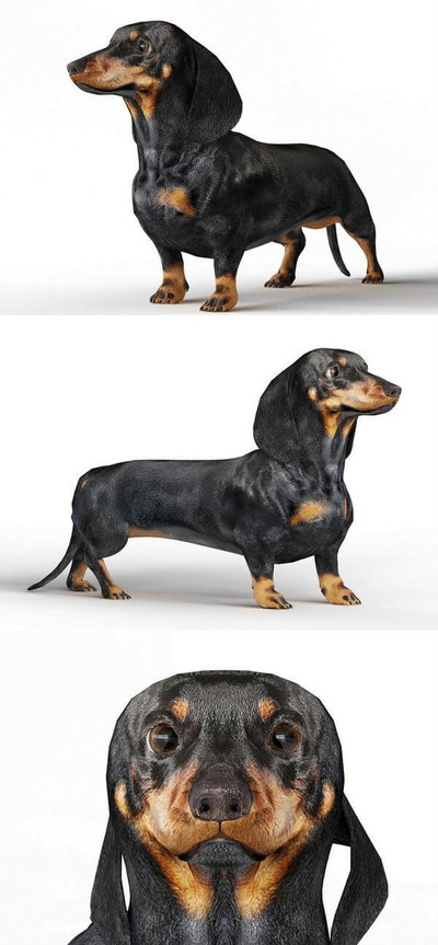 Dachshund腊肠犬3D模型（MAX）