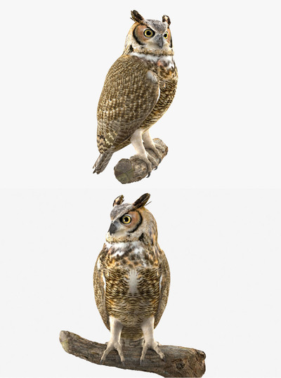 猫头鹰3D模型（OBJ,FBX,MAX）