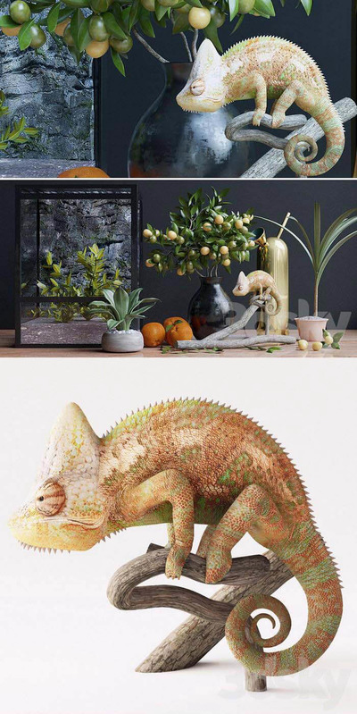 包含宠物蜥蜴和绿植盆景的装饰组合3D模型（OBJ,MAX）